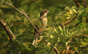 Western Spindalis