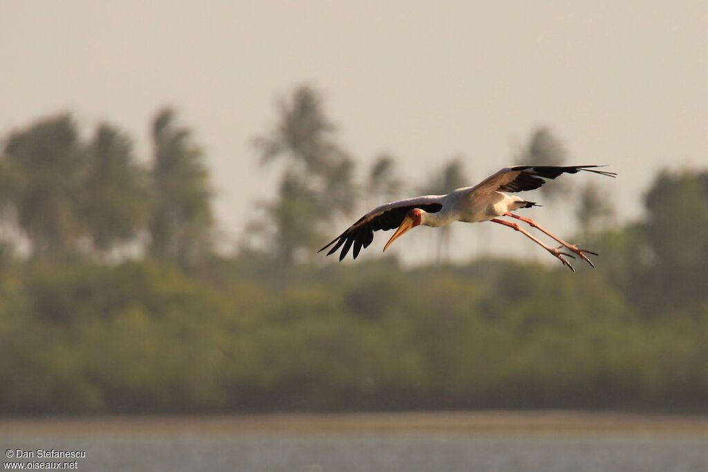 Yellow-billed Storkadult, Flight