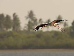 Yellow-billed Stork