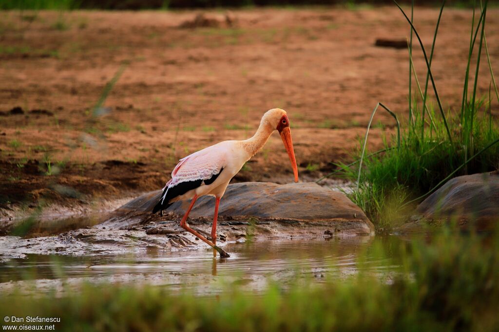 Yellow-billed Storkadult breeding, walking