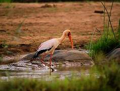 Yellow-billed Stork