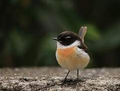 Reunion Stonechat