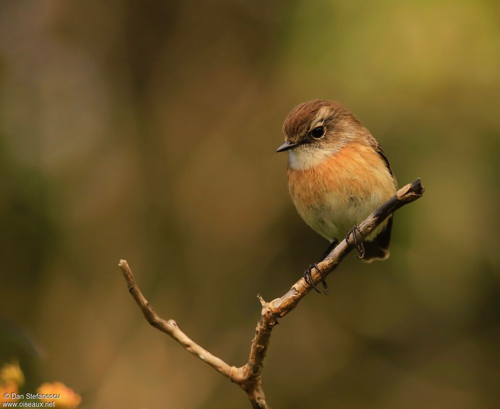 Reunion Stonechat female adult