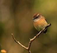 Reunion Stonechat