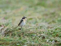 Whinchat