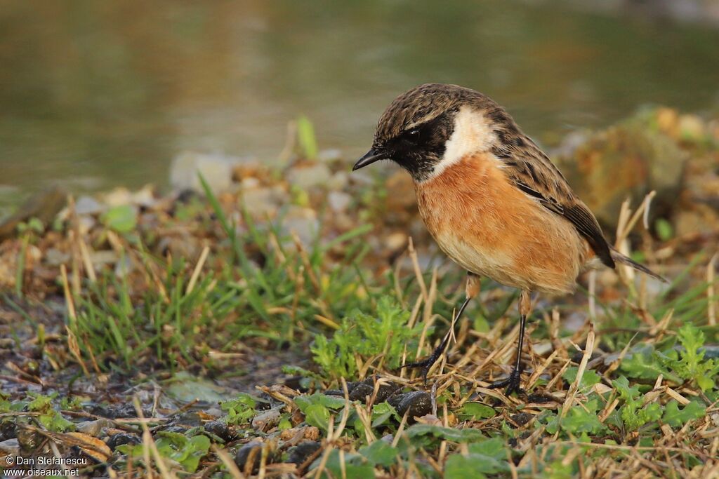 European Stonechat male adult, walking