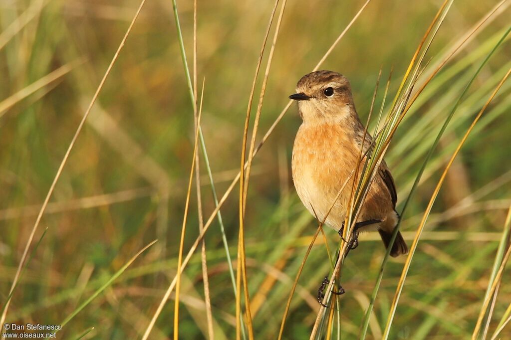 European Stonechat female