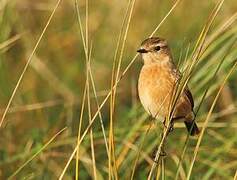 European Stonechat