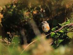 European Stonechat