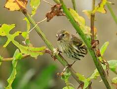 Eurasian Siskin