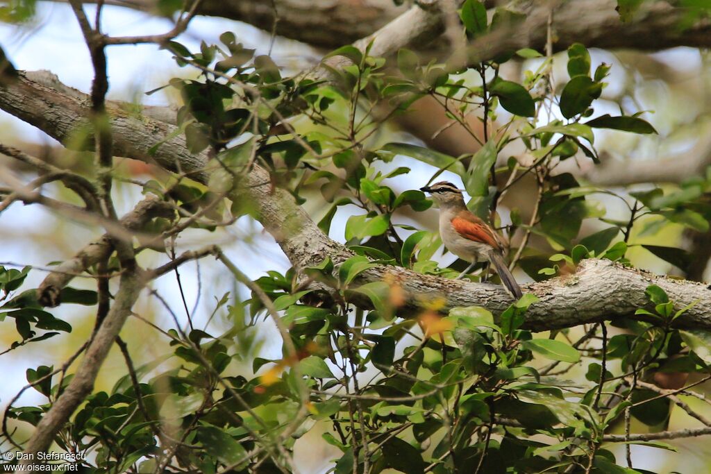 Brown-crowned Tchagraadult