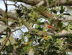 Brown-crowned Tchagra