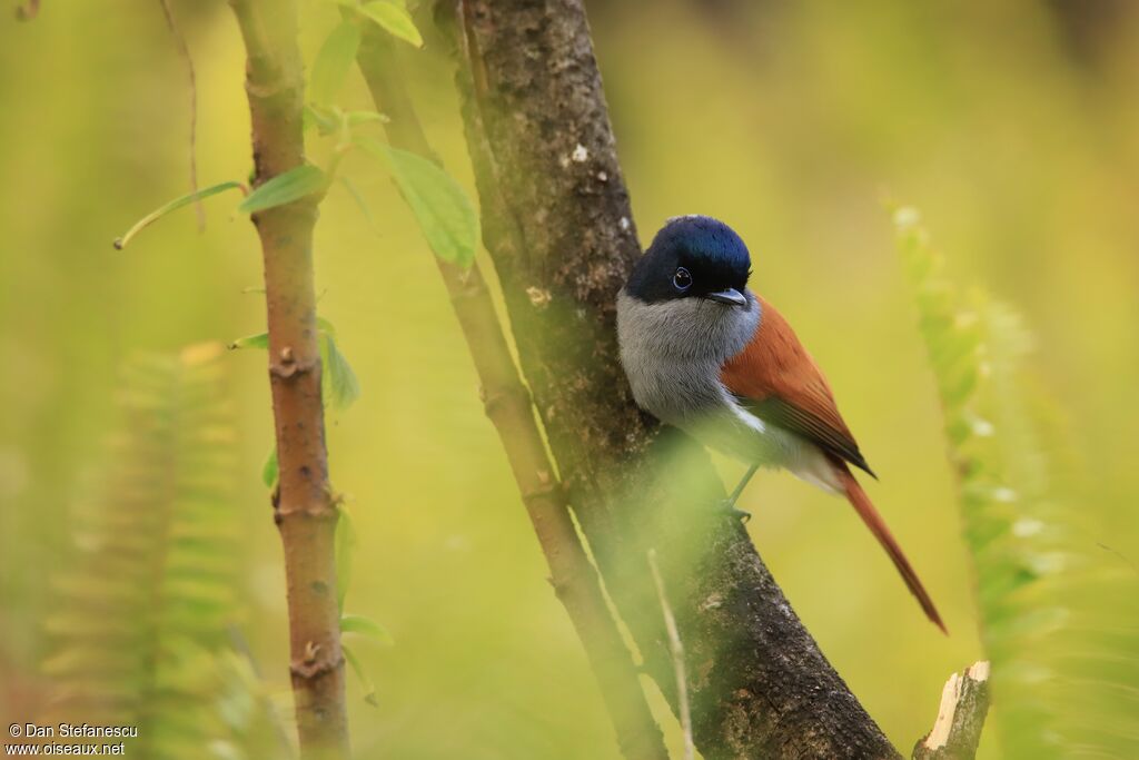 Mascarene Paradise Flycatcher male adult