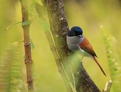 Mascarene Paradise Flycatcher