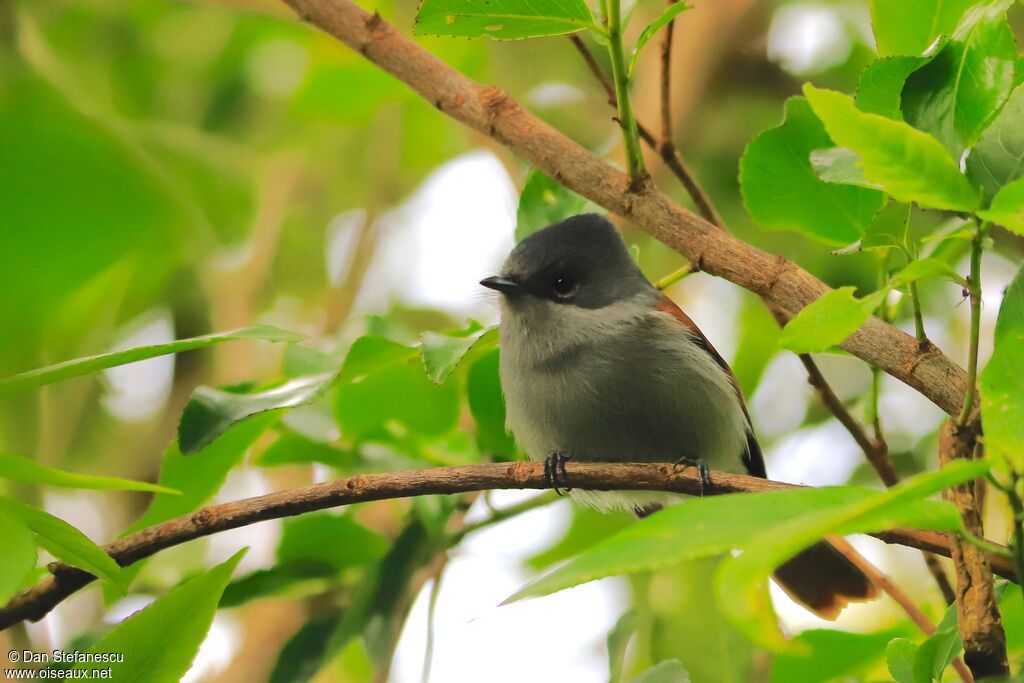 Mascarene Paradise Flycatcher female adult