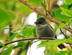 Mascarene Paradise Flycatcher