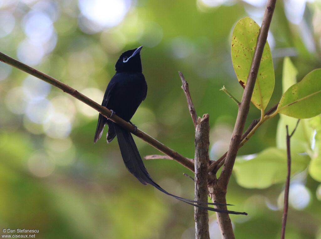 Seychelles Paradise Flycatcher male adult