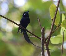 Seychelles Paradise Flycatcher