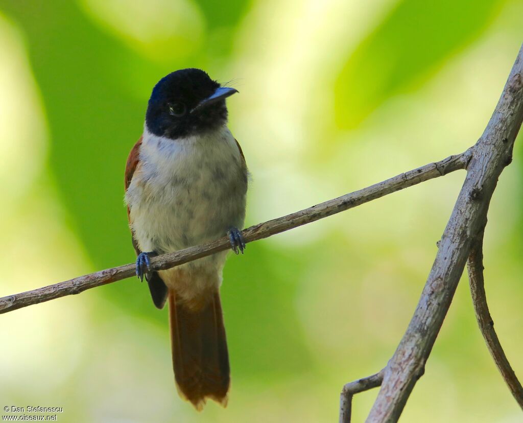 Seychelles Paradise Flycatcher female adult