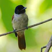 Seychelles Paradise Flycatcher