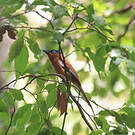 Tchitrec malgache
