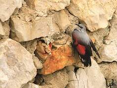 Wallcreeper