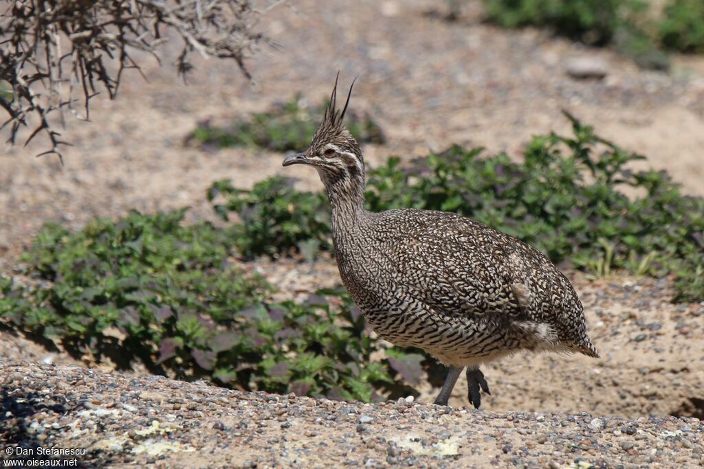 Elegant Crested Tinamou