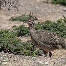 Tinamou élégant