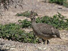 Elegant Crested Tinamou