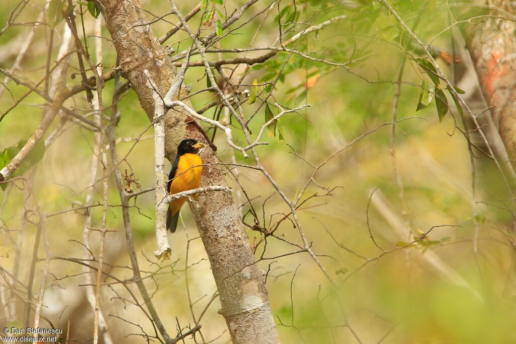 Dark-backed Weaveradult