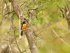 Dark-backed Weaver