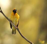 Village Weaver