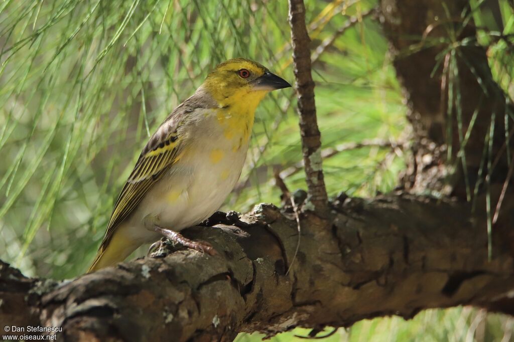 Village Weaver female adult