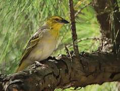 Village Weaver