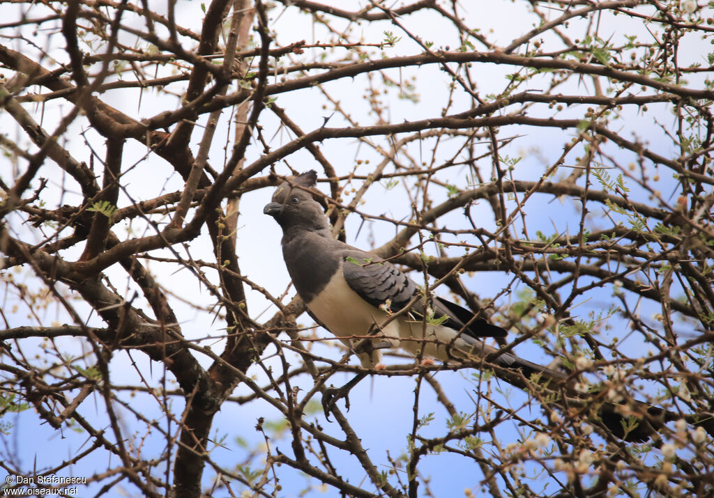 White-bellied Go-away-bird male adult