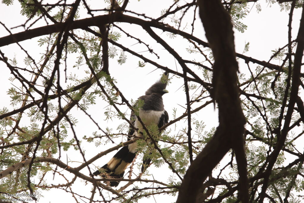 White-bellied Go-away-bird female adult