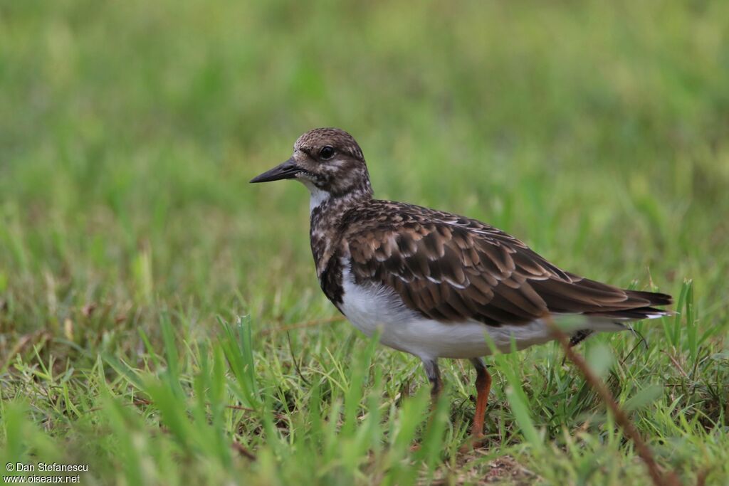 Ruddy Turnstoneadult post breeding