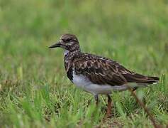 Ruddy Turnstone