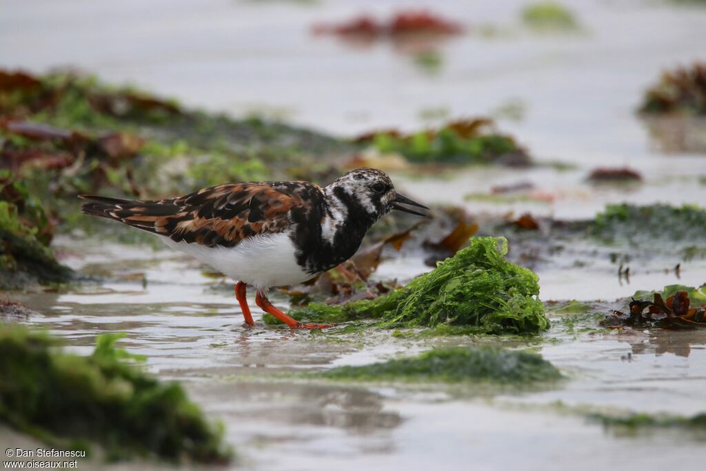 Ruddy Turnstone male adult breeding, walking