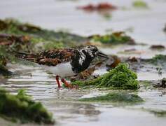 Ruddy Turnstone