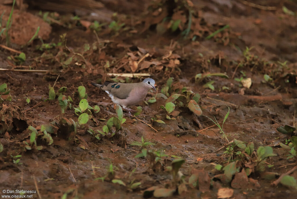 Emerald-spotted Wood Doveadult