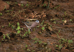 Emerald-spotted Wood Dove