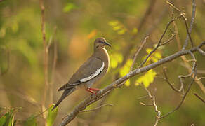 White-winged Dove