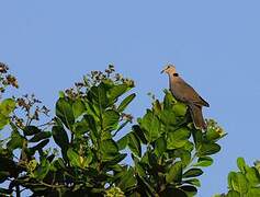 Red-eyed Dove