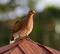 Zenaida Dove