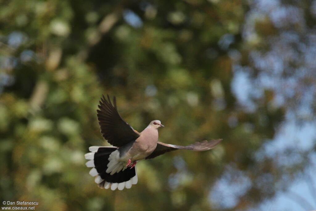 European Turtle Doveadult, Flight