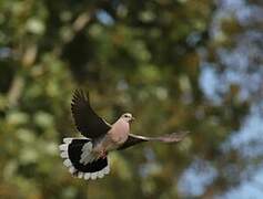 European Turtle Dove