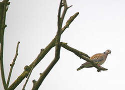 European Turtle Dove
