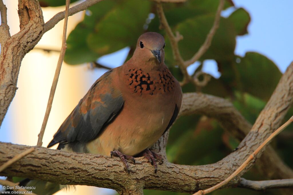 Laughing Doveadult