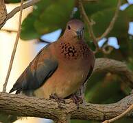 Laughing Dove